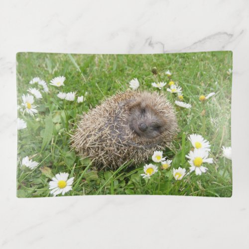Cutest Baby Animals  Spanish Hedgehog Trinket Tray