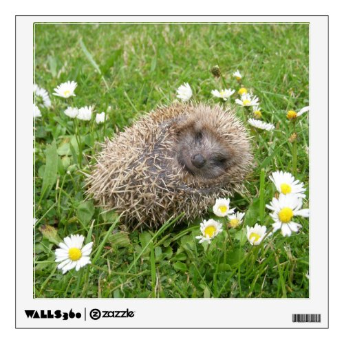 Cutest Baby Animals  Spanish Hedgehog Wall Decal