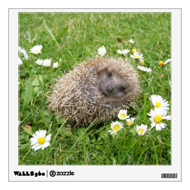 Cutest Baby Animals | Spanish Hedgehog Wall Decal (Front)