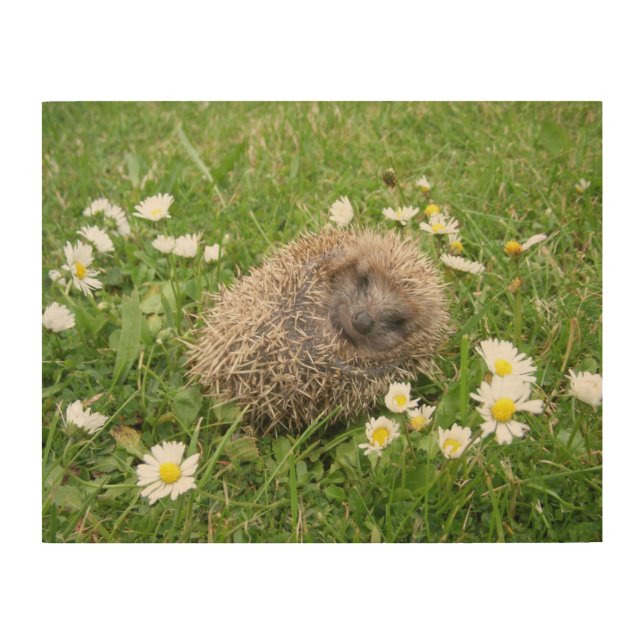 Cutest Baby Animals | Spanish Hedgehog Wood Wall Art (Front)