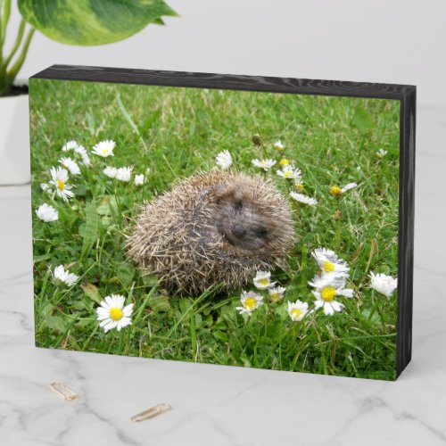 Cutest Baby Animals  Spanish Hedgehog Wooden Box Sign