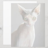 Cutest Baby Animals | Sphinx Cat (Front/Back)