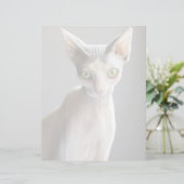 Cutest Baby Animals | Sphinx Cat (Standing Front)