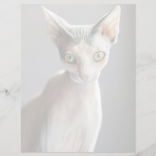 Cutest Baby Animals | Sphinx Cat (Front)