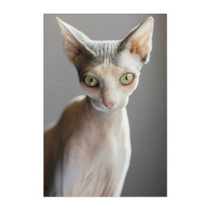 Cutest Baby Animals   Sphinx Cat Acrylic Print