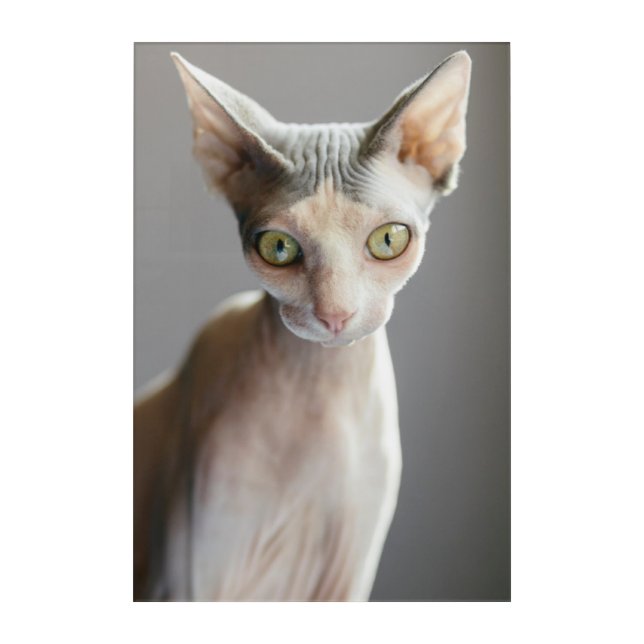 Cutest Baby Animals | Sphinx Cat Acrylic Print (Front)