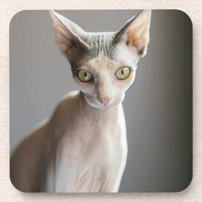 Cutest Baby Animals | Sphinx Cat Beverage Coaster (Front)
