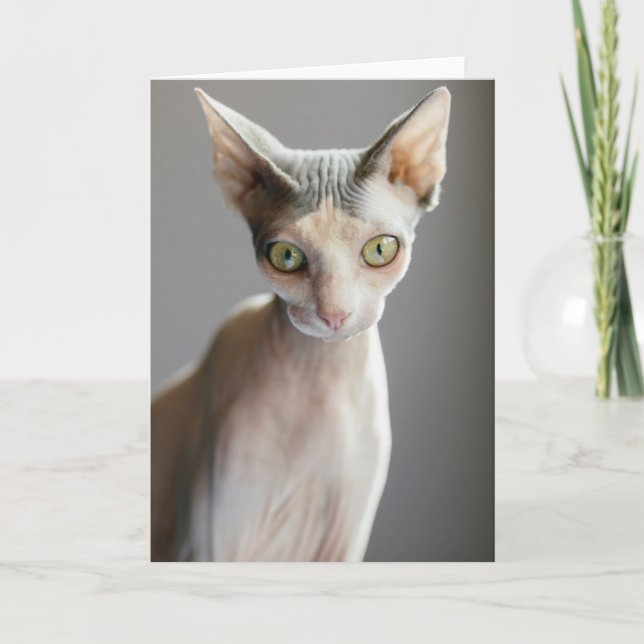 Cutest Baby Animals | Sphinx Cat Card (Front)