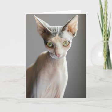 Cutest Baby Animals | Sphinx Cat Card