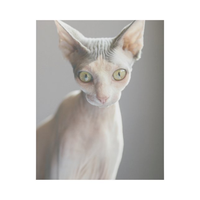 Cutest Baby Animals | Sphinx Cat Gallery Wrap (Front)