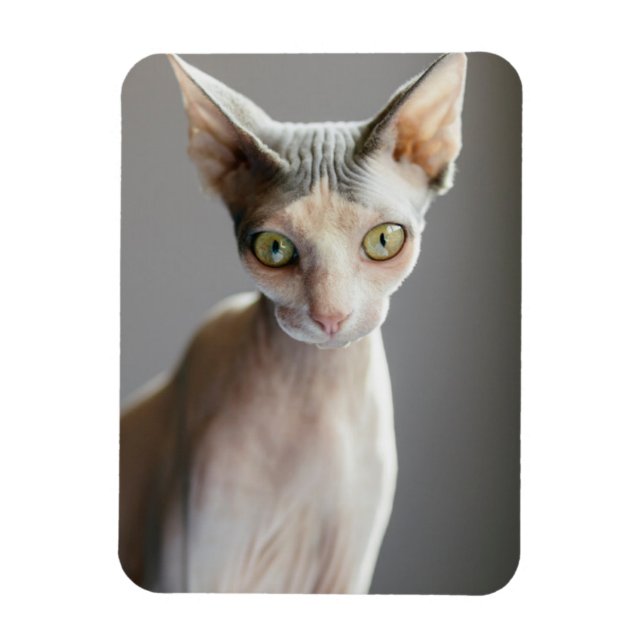 Cutest Baby Animals | Sphinx Cat Magnet (Vertical)