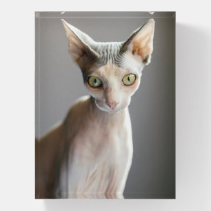 Cutest Baby Animals   Sphinx Cat Paperweight