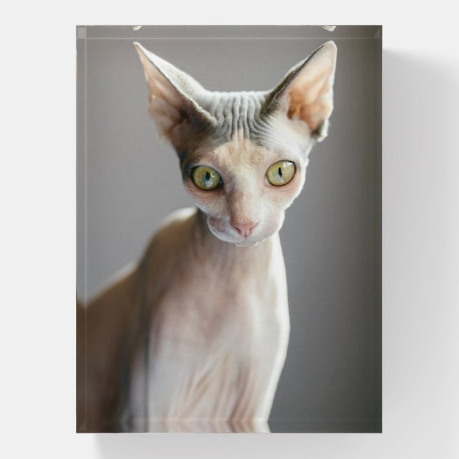Cutest Baby Animals | Sphinx Cat Paperweight (Vertical)