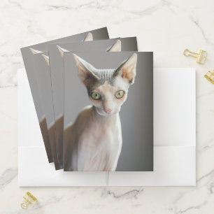 Cutest Baby Animals   Sphinx Cat Pocket Folder