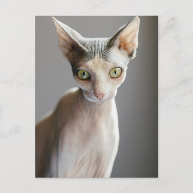 Cutest Baby Animals | Sphinx Cat Postcard (Front)
