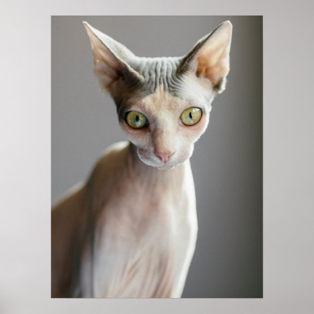 Cutest Baby Animals | Sphinx Cat Poster (Front)