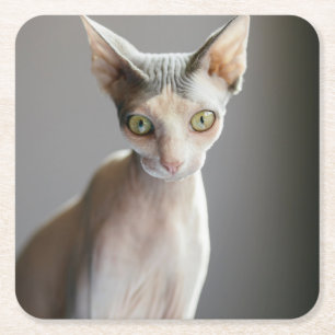 Cutest Baby Animals   Sphinx Cat Square Paper Coaster