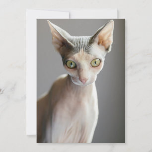 Cutest Baby Animals Sphinx Cat Thank You Card