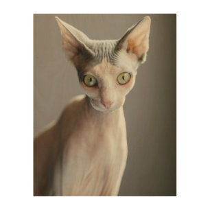 Cutest Baby Animals Sphinx Cat Wood Wall Art