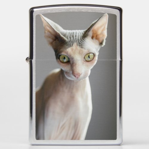 Cutest Baby Animals  Sphinx Cat Zippo Lighter