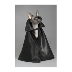 Cutest Baby Animals Sphynx Hairless Cat Acrylic Print