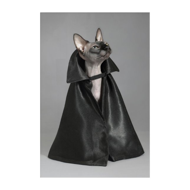 Cutest Baby Animals | Sphynx Hairless Cat Acrylic Print (Front)