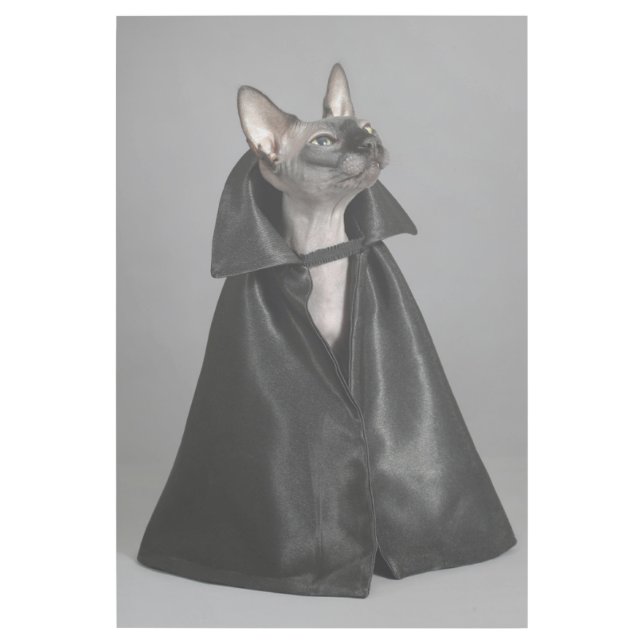 Cutest Baby Animals | Sphynx Hairless Cat Gallery Wrap (Front)