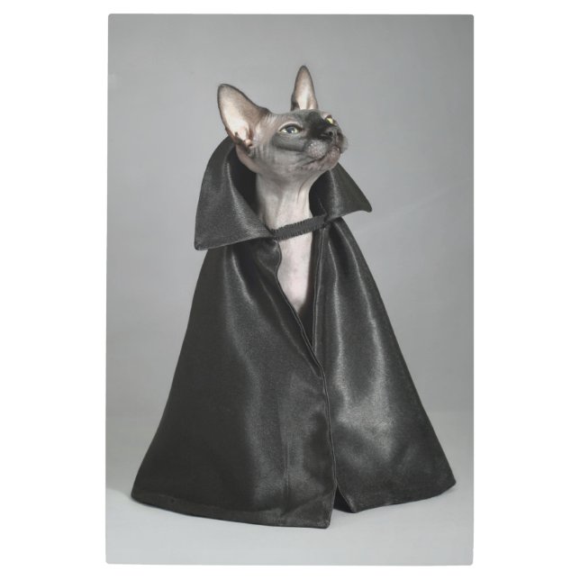 Cutest Baby Animals | Sphynx Hairless Cat Metal Print (Front)