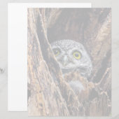 Cutest Baby Animals | Spotted Owlet (Front/Back)