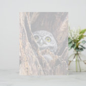 Cutest Baby Animals | Spotted Owlet (Standing Front)