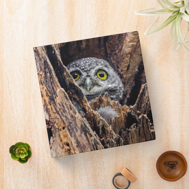 Cutest Baby Animals | Spotted Owlet 3 Ring Binder (In Situ)