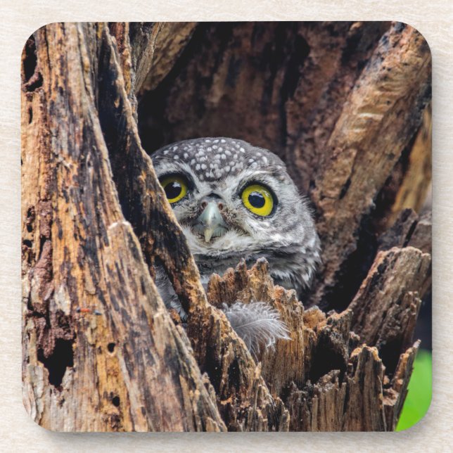 Cutest Baby Animals | Spotted Owlet Beverage Coaster (Front)
