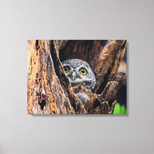 Cutest Baby Animals  Spotted Owlet Canvas Print