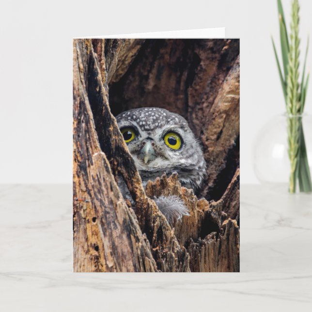 Cutest Baby Animals | Spotted Owlet Card (Front)