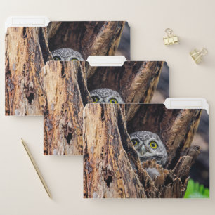 Cutest Baby Animals Spotted Owlet File Folder
