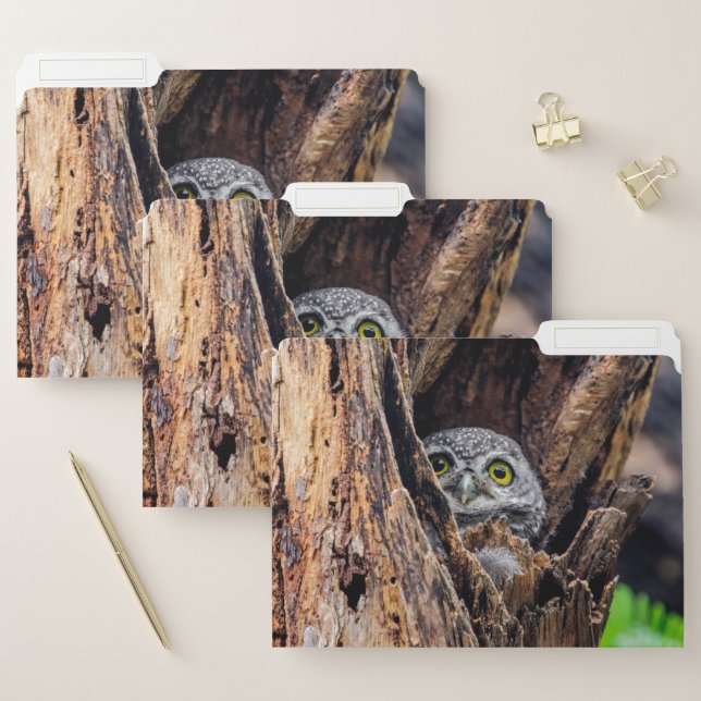 Cutest Baby Animals | Spotted Owlet File Folder (Set)