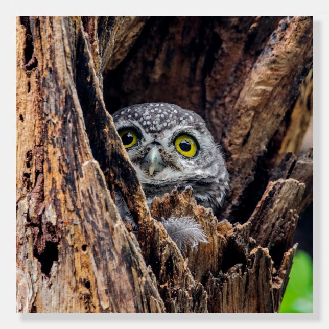 Cutest Baby Animals | Spotted Owlet Foam Board (Front)