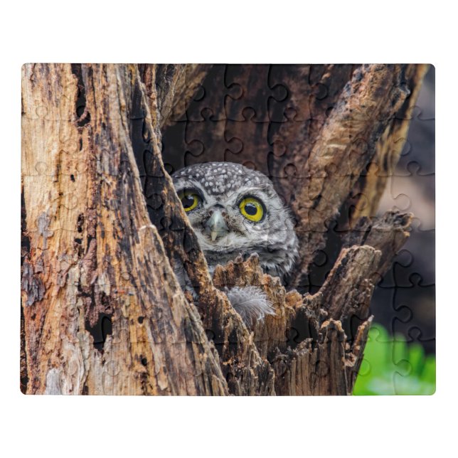 Cutest Baby Animals | Spotted Owlet Jigsaw Puzzle (Puzzle Horizontal)
