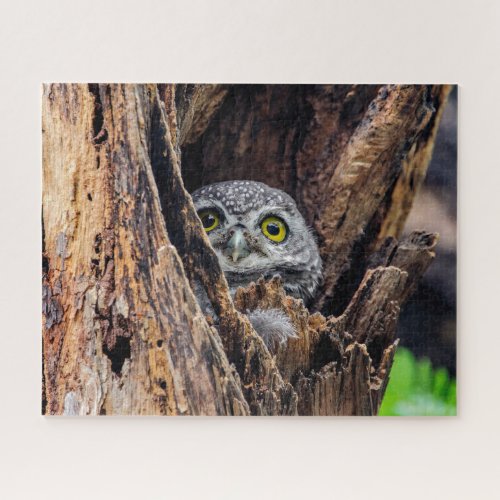 Cutest Baby Animals  Spotted Owlet Jigsaw Puzzle