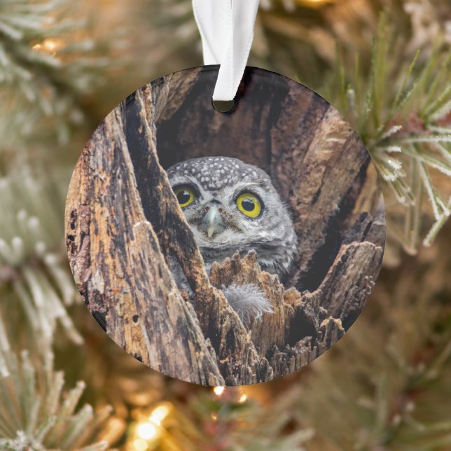 Cutest Baby Animals | Spotted Owlet Ornament (Tree)