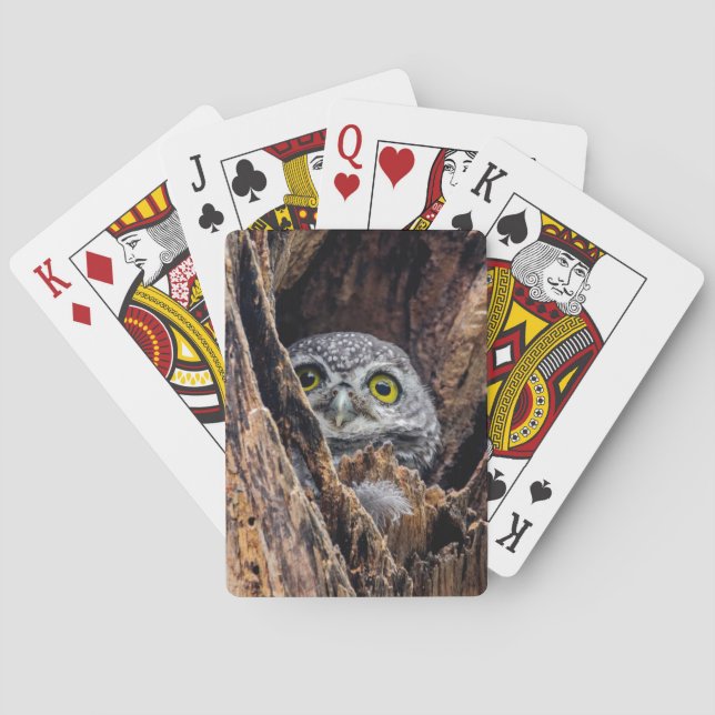 Cutest Baby Animals | Spotted Owlet Poker Cards (Back)