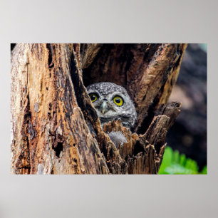 Cutest Baby Animals Spotted Owlet Poster