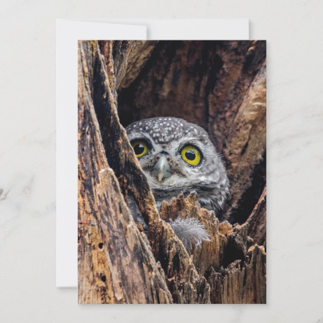Cutest Baby Animals | Spotted Owlet Thank You Card (Front)