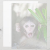 Cutest Baby Animals | Surprised Snow Monkey (Front/Back)