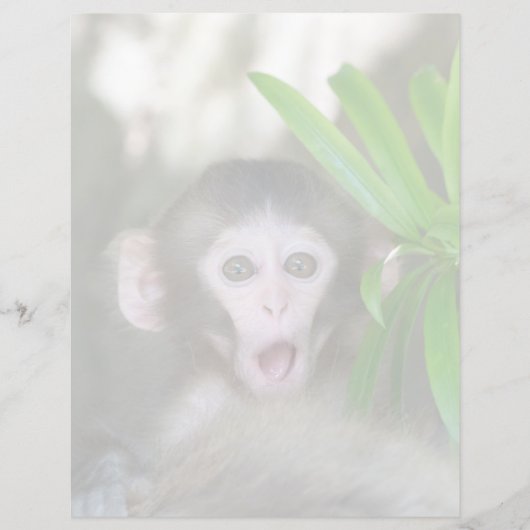 Cutest Baby Animals | Surprised Snow Monkey (Front)