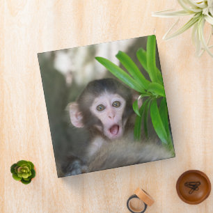 Cutest Baby Animals   Surprised Snow Monkey 3 Ring Binder