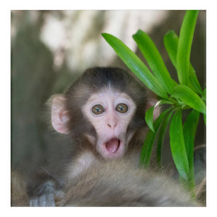 Cutest Baby Animals Surprised Snow Monkey Acrylic Print