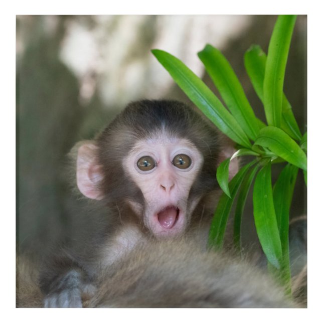 Cutest Baby Animals | Surprised Snow Monkey Acrylic Print (Front)