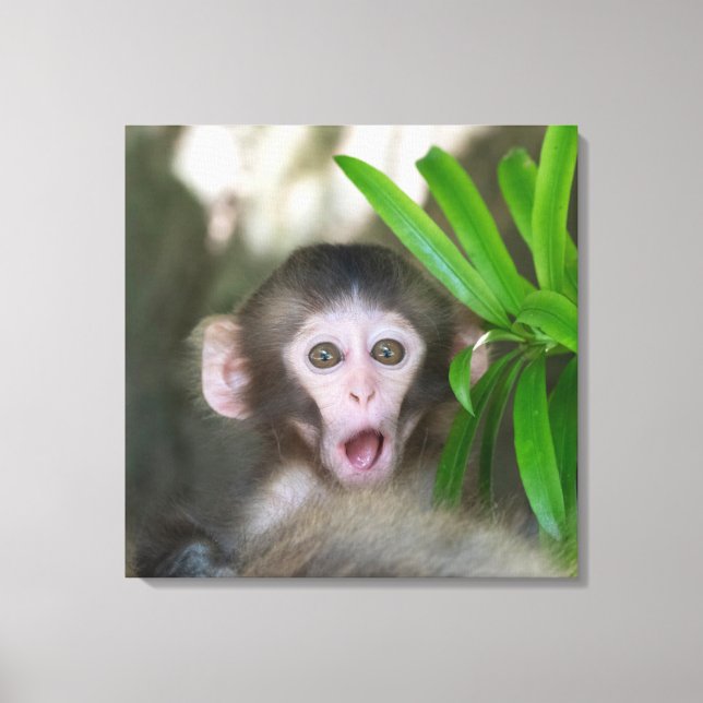 Cutest Baby Animals | Surprised Snow Monkey Canvas Print (Front)