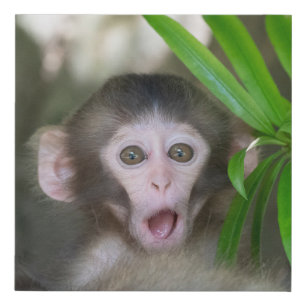 Cutest Baby Animals   Surprised Snow Monkey Faux Canvas Print